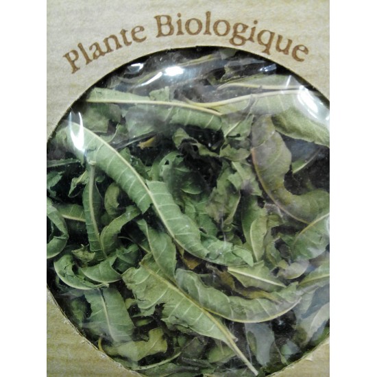 Verveine citronnelle BIO (lippia citriodora)