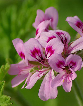 Géranium rosat Huile essentielle bio alimentaire pour la cuisine